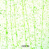 Moss Green Mardi Gras Specialty Sheet Glass COE96 Choose-A-Base,  13-5262-96