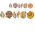 Sea Shell Fusible Glass Decal or Ceramics