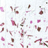 Closeup of Collage Magenta Pink White Glass COE96 Fracture Streamer, SKU 96907